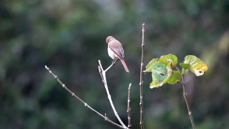 A-brown-shrike-sitting-on-a-small-branch-against-a-green-background