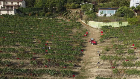 Farmer-harvesting-vineyard-red-wine-vine-grapes-harvest