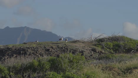 a pair of laysan albatrosses stand watch at the top of a hill overlooking their nesting ground and colony at kaene point oahu hawaii