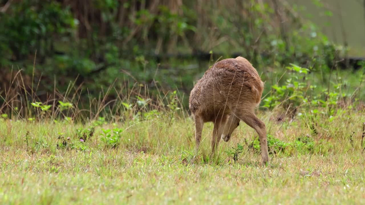 Cervo porcino indiano, Hyelaphus porcinus, Tailandia.