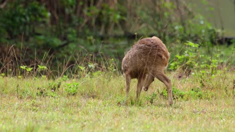 ciervo cerdo indio, hyelaphus porcinus, tailandia