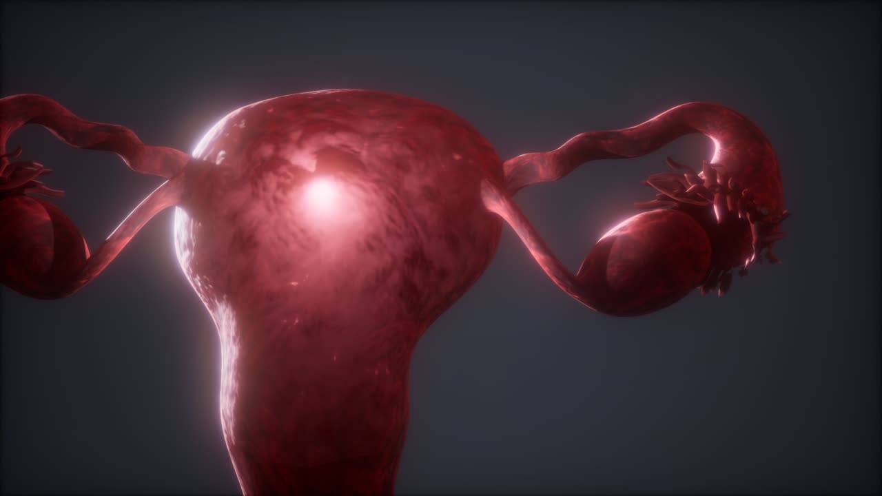 anatomía del sistema reproductivo femenino