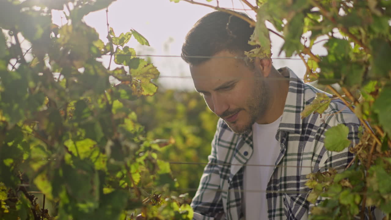 Man working in vineyard