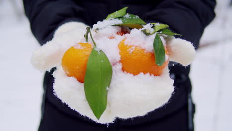 mandarin oranges in the snow