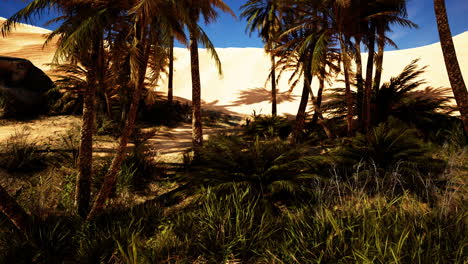 Palm-trees-in-Al-Ain-oasis