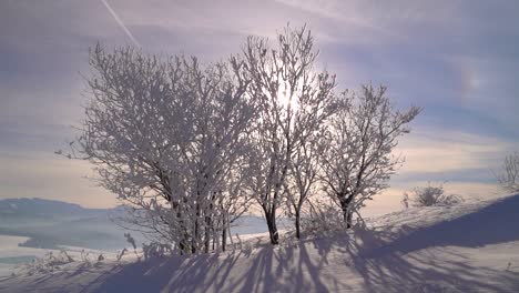 Amplia-Vista-Abierta-De-Hermosos-árboles,-Siluetas-Contra-El-Sol-Y-El-Cielo-Azul-En-Invierno