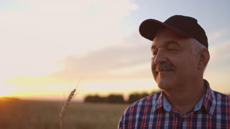 Un-Anciano-Granjero-Con-Camisa-Y-Gorra-De-Béisbol-Se-Encuentra-En-Un-Campo-De-Cereales-Al-Atardecer-Y-Mira-Las-Espigas-De-Trigo-Regocijándose-Y-Sonriendo-Por-La-Buena-Cosecha.-Feliz-Anciano-Granjero-Al-Atardecer