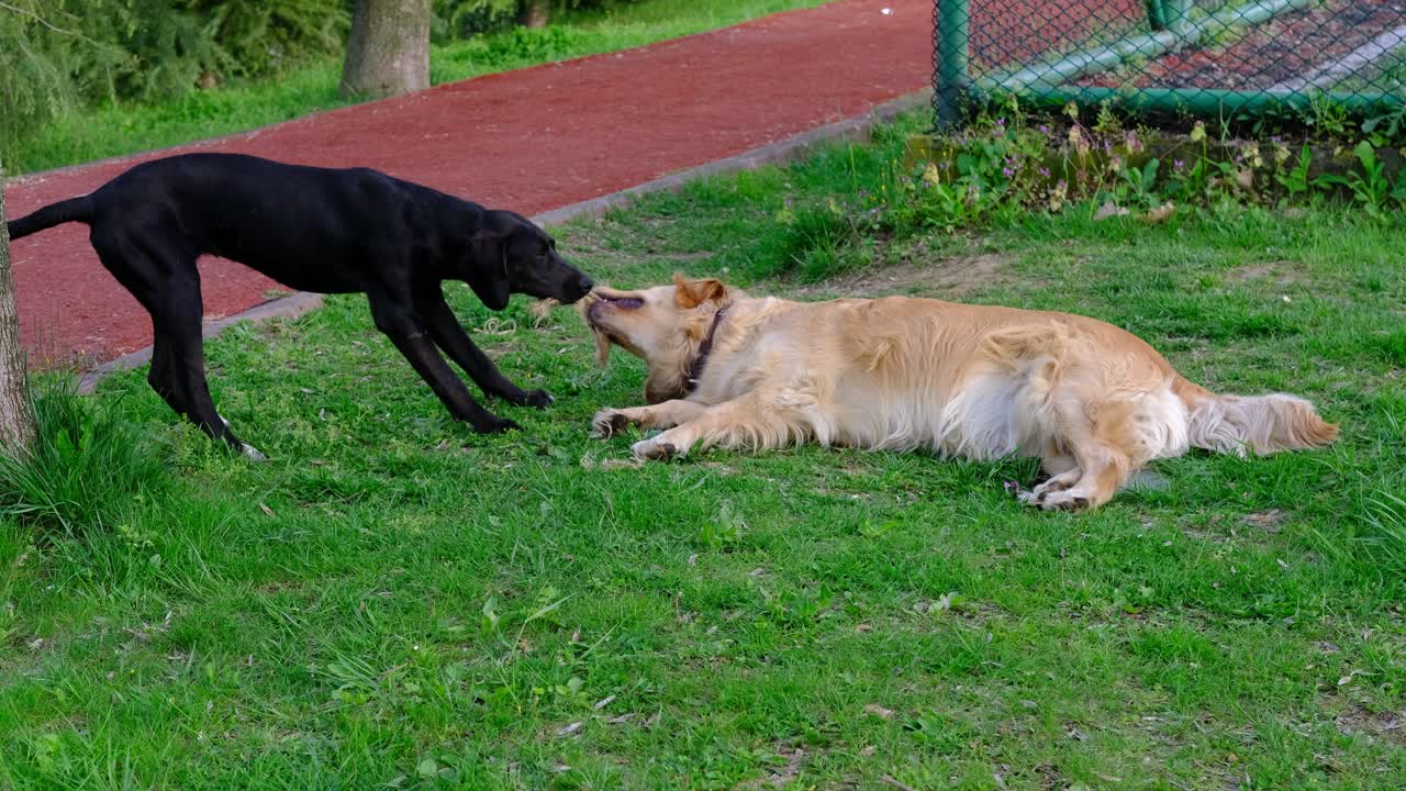 강아지 야외 놀이