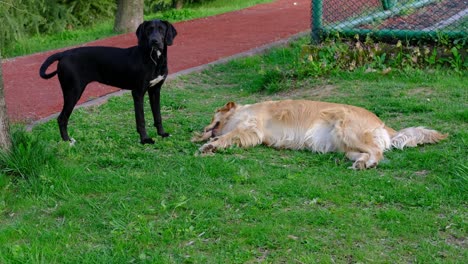 perro jugando al aire libre