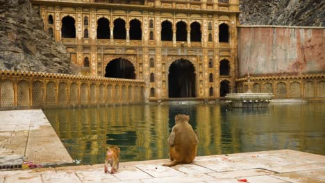 adult and infant macaque monkeys in galtaji temple, near jaipur, india