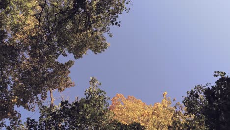 Colores-Amarillos-Y-Verdes-De-Los-árboles-Durante-El-Otoño