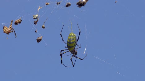 joro spider hold and bite alive bug in the cob web in south korea, close-up