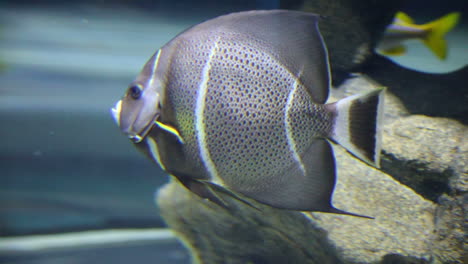 pez ángel gris con puntos y rayas nadando en un acuario