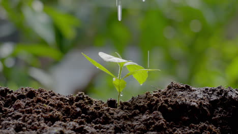 mujeres regando una planta verde cuidando el medio ambiente