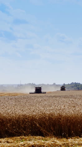 Harvesting ripe wheat. Agricultural machinery working on the yellow field in a summertime. Seasonal works in the rural place. Vertical video