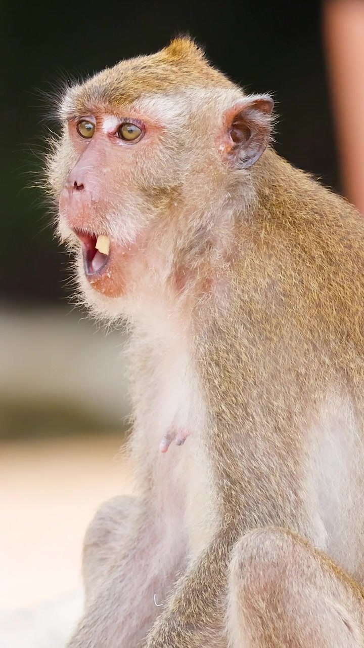 Monkey interacts with tourists on a beach