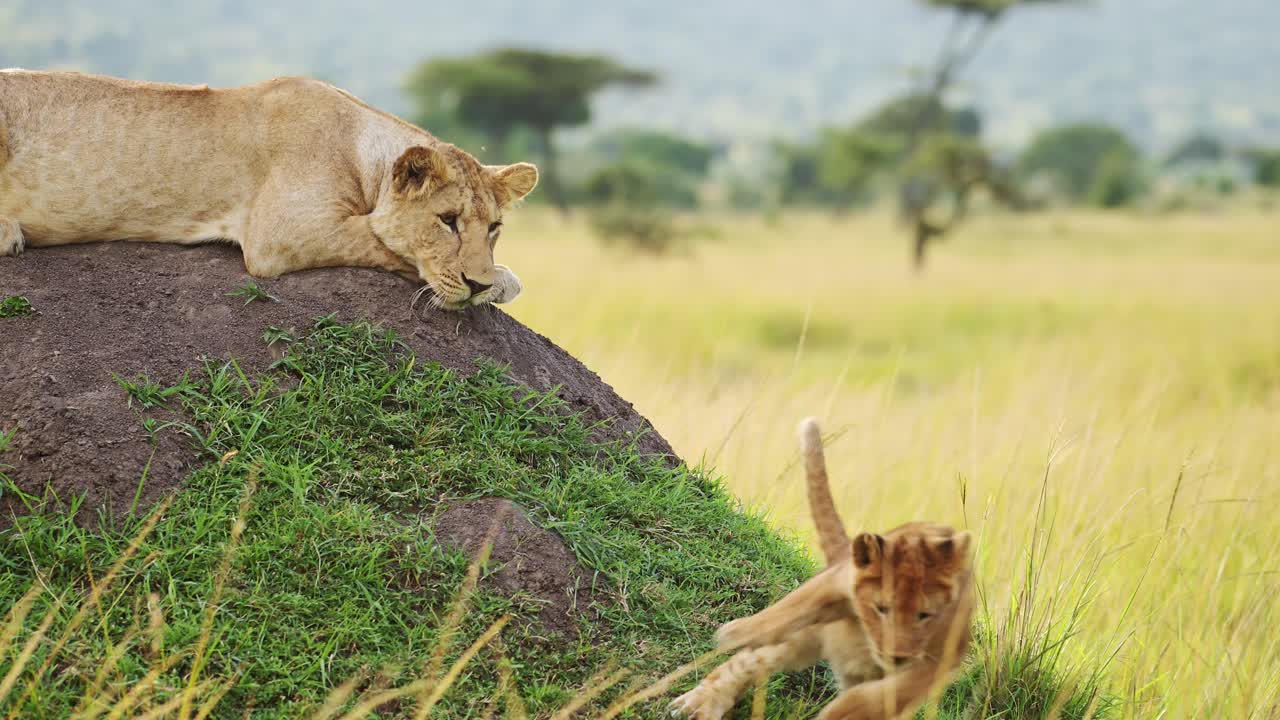 slow motion van leeuwmoeder die twee schattige leeuwenkinderen ziet spelen in afrika, haar jonge baby's verzorgt en verzorgt, baby's in masai mara, kenia op afrikaanse wildlife safari in masai mara