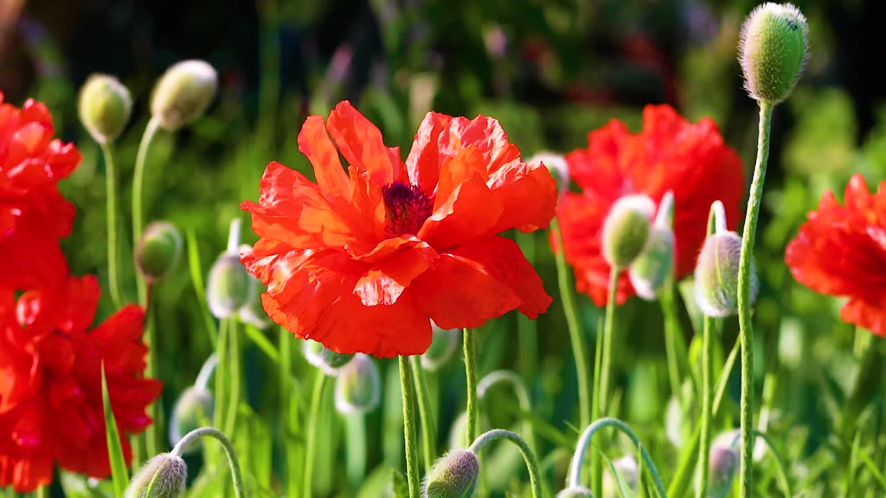 red blooming poppy flowers sway in the wind on a sunny warm day