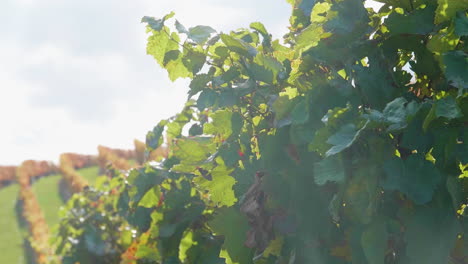 vineyard in late summer in the sunshine and a gentle breeze