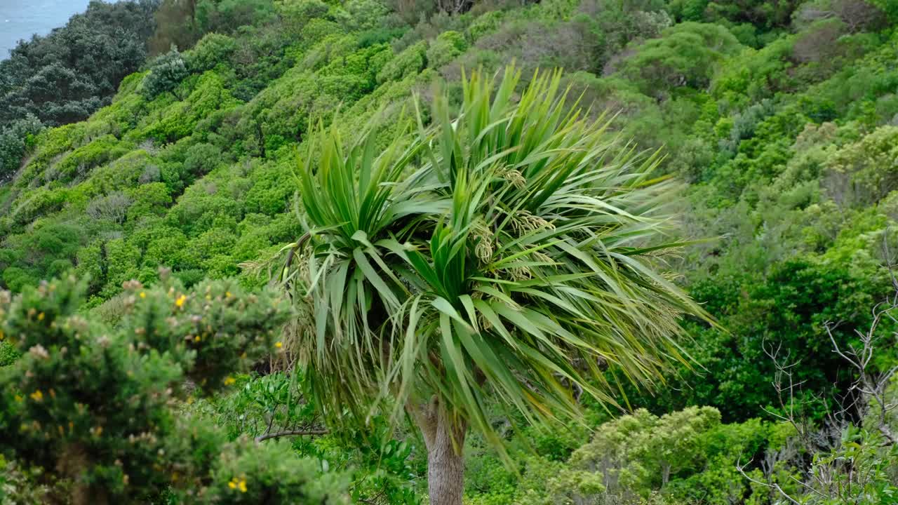 Ti Kouka cabbage tree in windy weather conditions of forest environment in Wellington, New Zealand Aotearoa