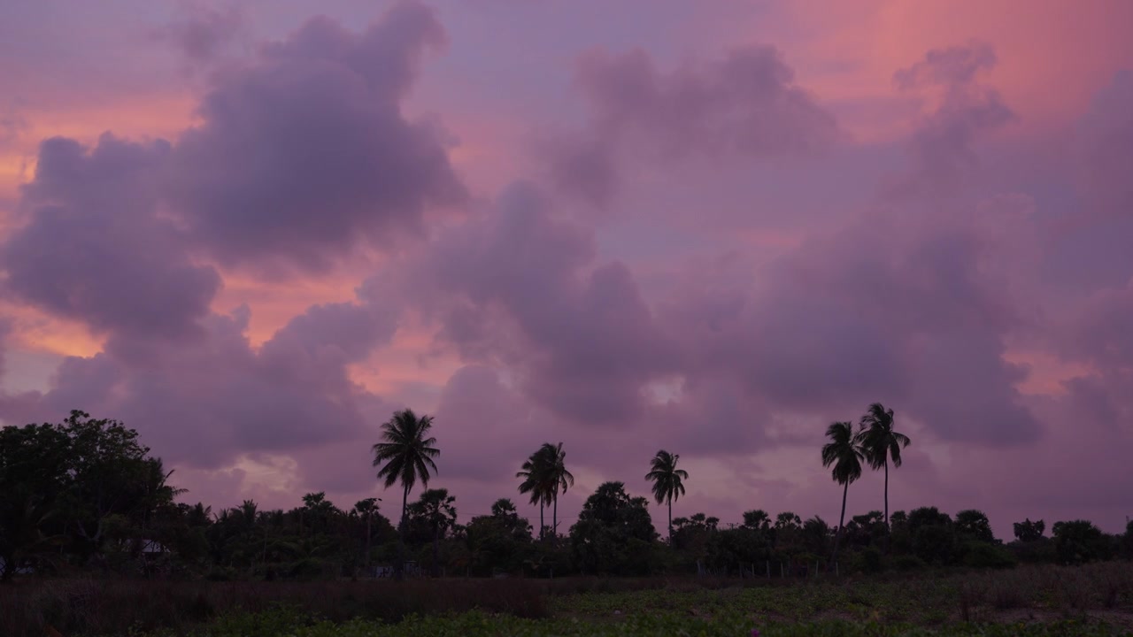 Nuvole rosa tenue e viola brillano nel cielo crepuscolare sopra una scura linea di palme da cocco in silhouette dopo il tramonto nello Sri Lanka tropicale