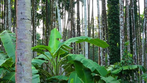 árboles de plátano plantados entre árboles de nuez de areca y pimienta en india
