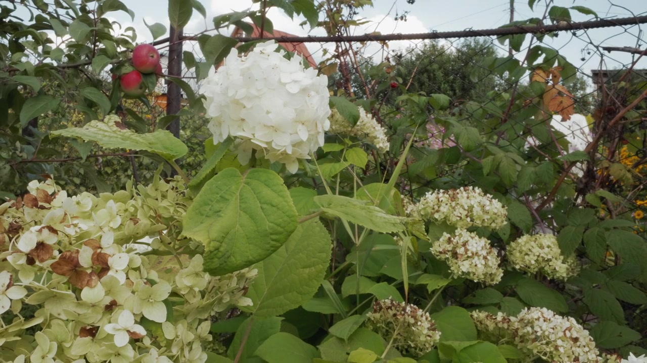 Lush White Hydrangea Blooms Swaying Gently in a Garden