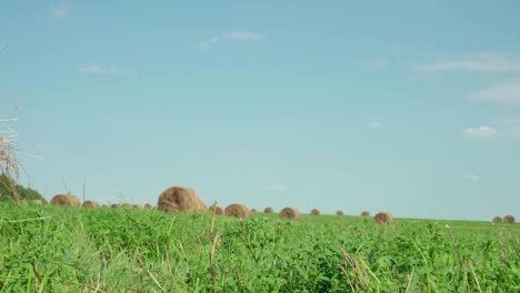 concept of agriculture. hay bales in a meadow. rural field in summer with bales of hay. low angle view