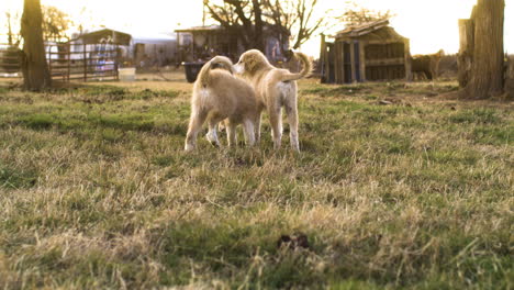 Cachorros-De-Los-Pirineos-De-Anatolia-Sobre-El-Césped-En-El-Patio-Trasero