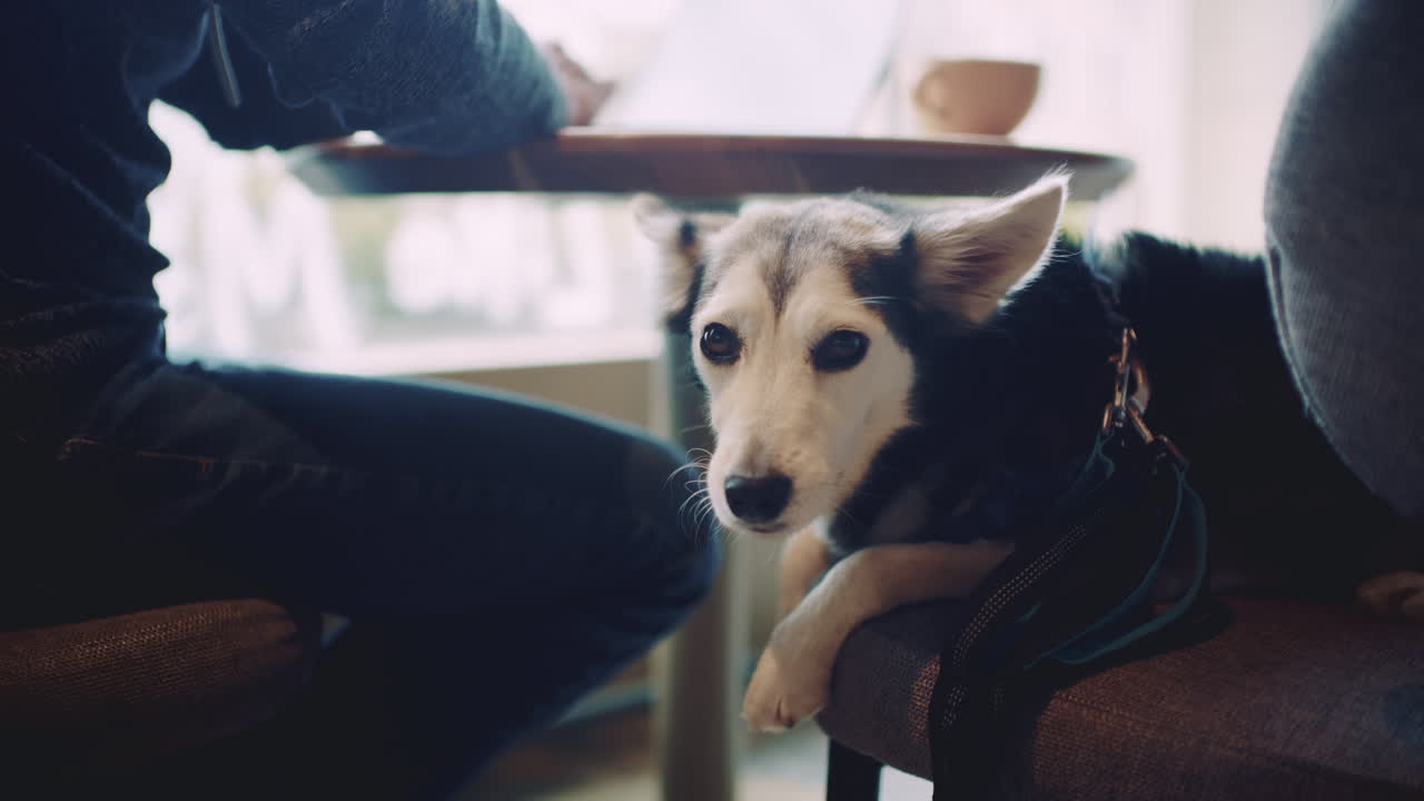 Medium sized dog lying calmly on a chair indoors while people sit nearby at a table