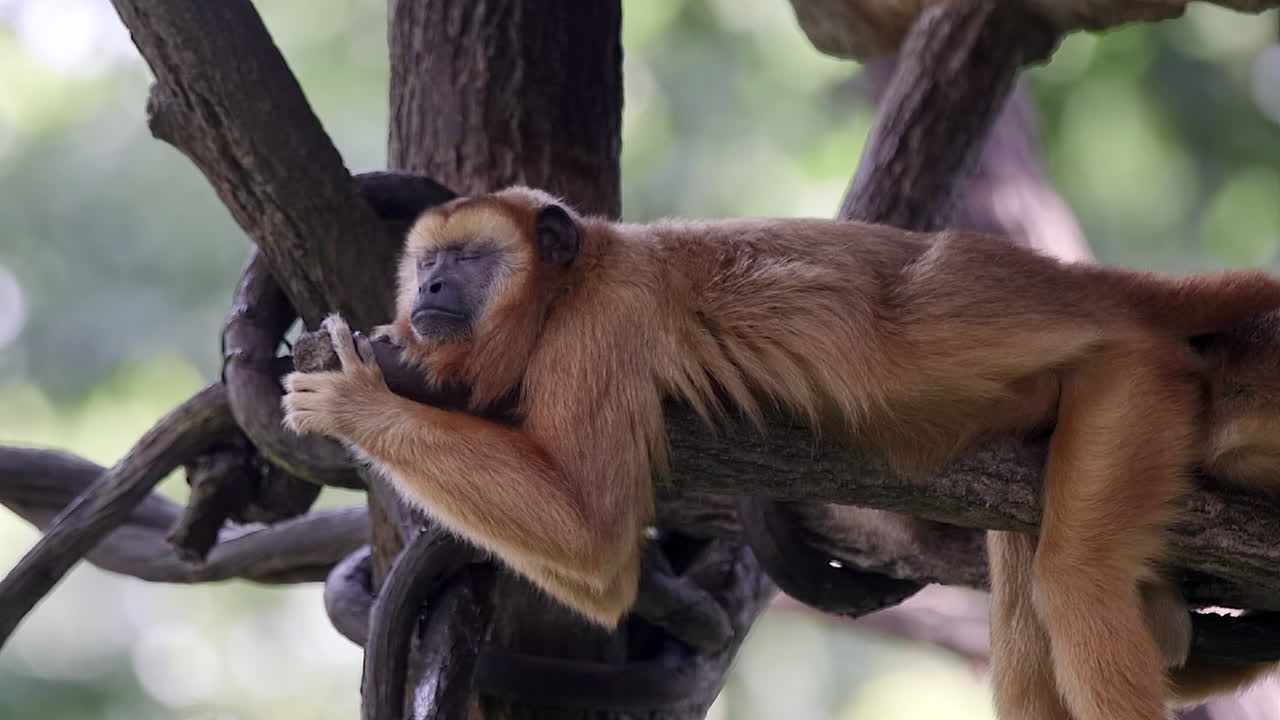 mono aullador marrón durmiendo en un árbol