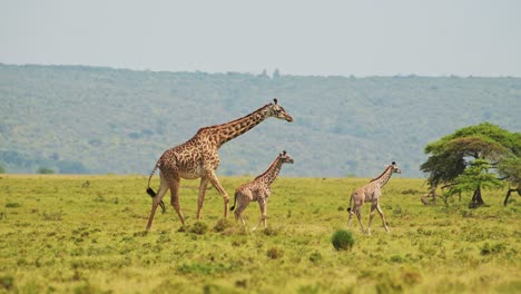 slow motion shot of giraffe and cute baby with mother walking together in african wildlife in maasai mara national reserve, kenya, africa safari animals in masai mara north conservancy