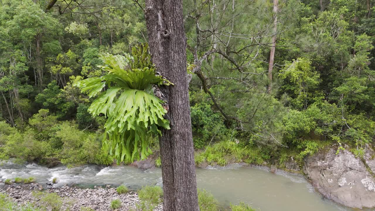 árbol de helecho exuberante al lado de un río que fluye en el bosque