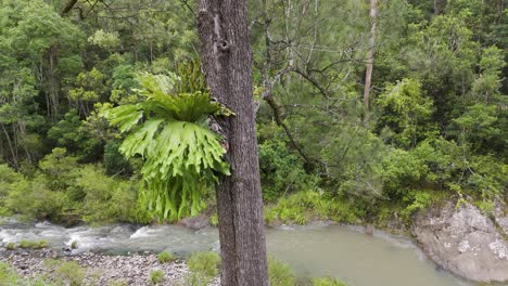 lush fern tree beside flowing river in forest