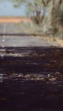 a dirt path with leaves and trees