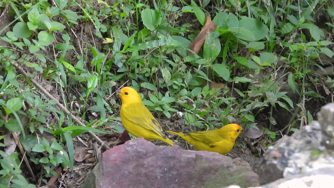 Two vibrant saffron finches forage together in their natural environment, seeking food.