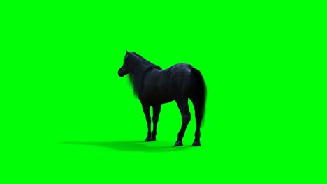 el caballo negro de pie. la animación realista de la pantalla verde.