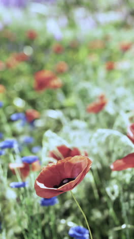 un campo de amapolas rojas