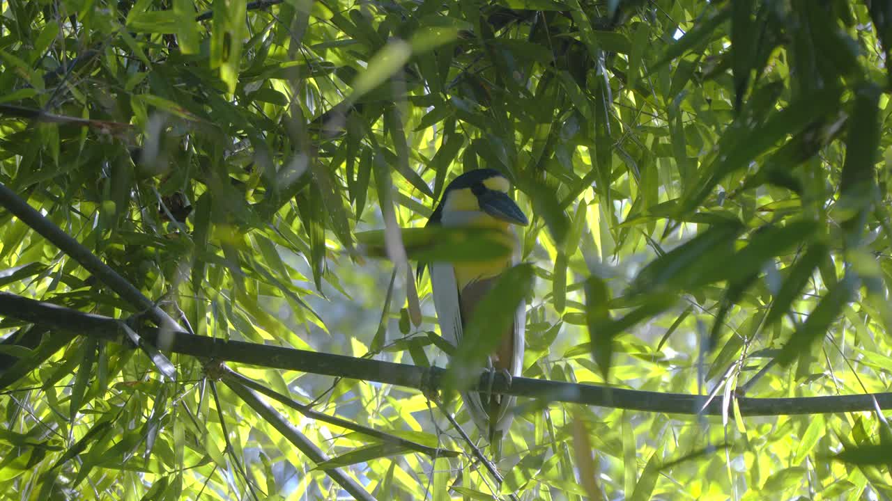 Boat-billed Heron perched in a bamboo bush, staring with intense focus in the Peruvian rainforest.