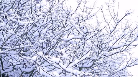 trees covered in snow on a cold winters day stock footage stock video