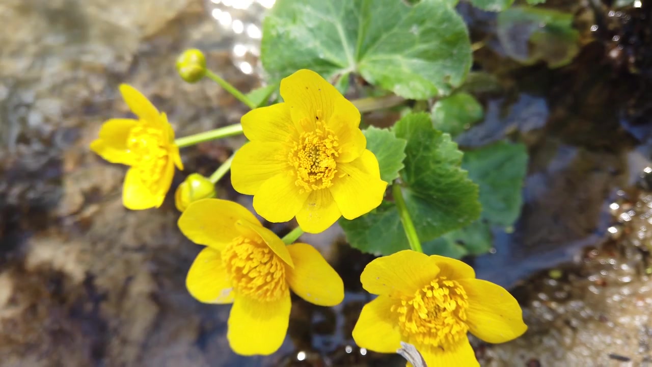 Fiori di ranuncolo nel ruscello del bosco
