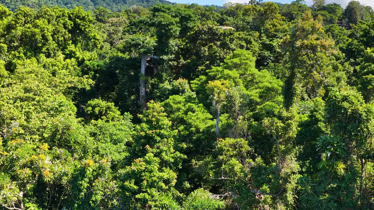 Drone ascends above dense tropical rainforest, revealing treetop views and distant jungle lodge