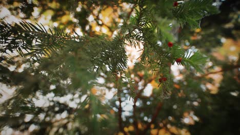 a close-up of the fir tree branches with bright red berries