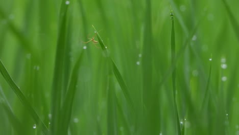 Spider-making-web---gold---eyes-