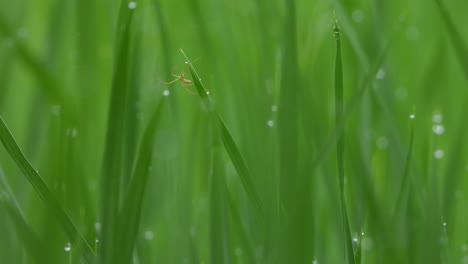 spider making web - gold - eyes