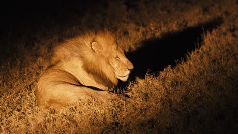 a male african lions lays in a kenyan savannah field - illuminated by car lights at night