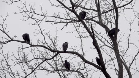 six black vultures perch on the limbs of a tree