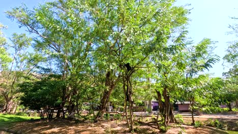 gibbons swing through trees in a verdant zoo setting, with bright daylight illuminating the natural environment