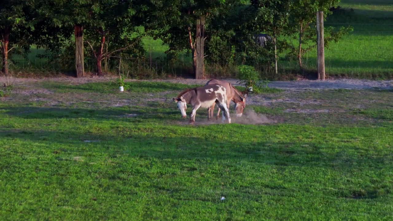 una toma de ángulo bajo de burros en miniatura en una granja en delaware en un día soleado