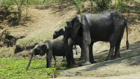 Three-African-elephants-drinking-from-a-pond-that-is-partially-covered-with-aquatic-plants